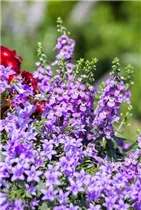 Campanula poscharskyana, blau - Campanula poscharskyana, blau