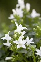 Campanula poscharskyana, weiß - Campanula poscharskyana, weiß
