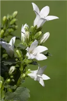 Campanula poscharskyana, weiß - Campanula poscharskyana, weiß