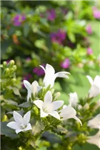 Campanula poscharskyana, weiß - Campanula poscharskyana, weiß