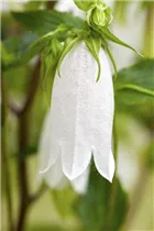 Campanula punctata - Gepunktete Glockenblume Campanula punctata - Gepunktete Glockenblume