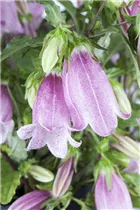 Campanula punctata - Gepunktete Glockenblume Campanula punctata - Gepunktete Glockenblume