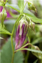 Campanula punctata 'Pink Octopus'® - Gepunktete Glockenblume 'Pink Octopus'®