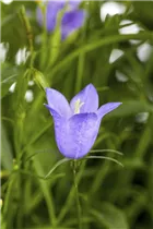 Campanula medium - Marien-Glockenblume