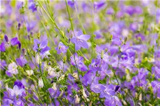 Campanula rotundifolia - Rundblättrige Glockenblume