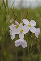 Cardamine pratensis - Wiesen-Schaumkraut