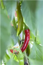 Capsicum annuum 'Aurelio' - Jumbo-Paprika 'Aurelio'