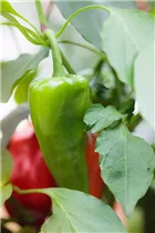 Capsicum annuum 'Balconi' - Topfpaprika 'Balconi'