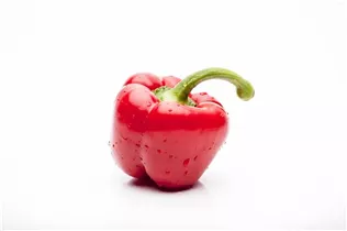 Capsicum annuum 'Bellboy' - Paprika 'Bellboy'