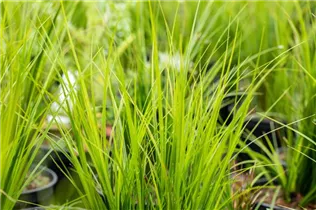 Carex brunnea 'Bright Green' - Garten-Segge 'Bright Green' Carex brunnea 'Bright Green' - Garten-Segge 'Bright Green'