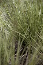 Carex brunnea 'Jenneke' - Garten-Segge 'Jenneke' Carex brunnea 'Jenneke' - Garten-Segge 'Jenneke'