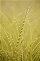 Carex brunnea 'Jenneke' - Garten-Segge 'Jenneke' Carex brunnea 'Jenneke' - Garten-Segge 'Jenneke'