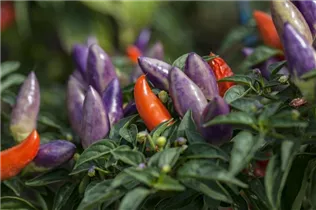 Capsicum annuum 'Capsipop' - Peperoni 'Capsipop'