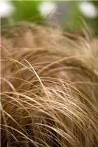 Carex comans 'Bronze Form' - Bräunliche Garten-Segge 'Bronze Form' Carex comans 'Bronze Form' - Bräunliche Garten-Segge 'Bronze Form'