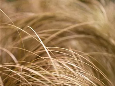 Carex comans 'Bronze Form' - Bräunliche Garten-Segge 'Bronze Form' Carex comans 'Bronze Form' - Bräunliche Garten-Segge 'Bronze Form'