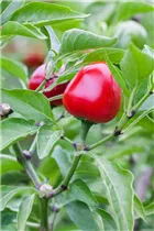 Capsicum annuum cerasiforme - Kirschpaprika Capsicum annuum cerasiforme - Kirschpaprika