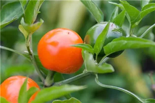 Capsicum annuum cerasiforme - Kirschpaprika Capsicum annuum cerasiforme - Kirschpaprika