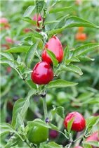 Capsicum annuum cerasiforme - Kirschpaprika Capsicum annuum cerasiforme - Kirschpaprika