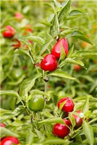 Capsicum annuum cerasiforme - Kirschpaprika Capsicum annuum cerasiforme - Kirschpaprika