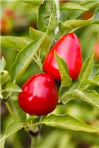 Capsicum annuum cerasiforme - Kirschpaprika Capsicum annuum cerasiforme - Kirschpaprika
