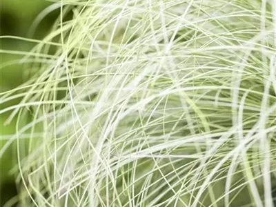 Carex comans 'Frosted Curls' - Bräunliche Garten-Segge Carex comans 'Frosted Curls' - Bräunliche Garten-Segge