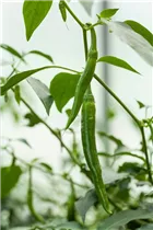 Capsicum annuum 'De Cayenne' - Peperoni 'De Cayenne'