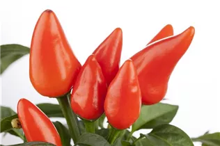 Capsicum annuum 'Feuerküsschen' - Feuerküsschen