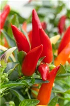 Capsicum annuum 'Feuerküsschen' - Feuerküsschen