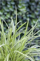 Carex 'Feather Falls' - Segge Carex 'Feather Falls' - Segge