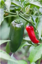 Capsicum annuum 'Jalapeno' - Extra-scharfe Paprika 'Jalapeno' Capsicum annuum 'Jalapeno' - Extra-scharfe Paprika 'Jalapeno'