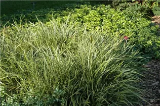 Carex morrowii ssp. foliosissima 'Icedance' - Segge 'Icedance' Carex morrowii ssp. foliosissima 'Icedance' - Segge 'Icedance'