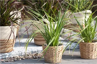 Carex morrowii ssp. foliosissima 'Icedance' - Segge 'Icedance' Carex morrowii ssp. foliosissima 'Icedance' - Segge 'Icedance'