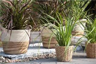 Carex morrowii ssp. foliosissima 'Icedance' - Segge 'Icedance' Carex morrowii ssp. foliosissima 'Icedance' - Segge 'Icedance'