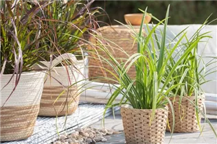 Carex morrowii ssp. foliosissima 'Icedance' - Segge 'Icedance' Carex morrowii ssp. foliosissima 'Icedance' - Segge 'Icedance'