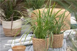 Carex morrowii ssp. foliosissima 'Icedance' - Segge 'Icedance' Carex morrowii ssp. foliosissima 'Icedance' - Segge 'Icedance'