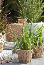 Carex morrowii ssp. foliosissima 'Icedance' - Segge 'Icedance' Carex morrowii ssp. foliosissima 'Icedance' - Segge 'Icedance'