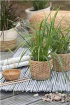 Carex morrowii ssp. foliosissima 'Icedance' - Segge 'Icedance' Carex morrowii ssp. foliosissima 'Icedance' - Segge 'Icedance'