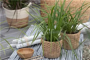 Carex morrowii ssp. foliosissima 'Icedance' - Segge 'Icedance' Carex morrowii ssp. foliosissima 'Icedance' - Segge 'Icedance'