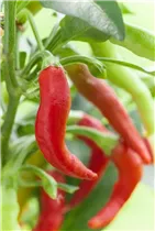 Capsicum annuum 'Naschzipfel' - Paprika 'Naschzipfel' Capsicum annuum 'Naschzipfel' - Paprika 'Naschzipfel'