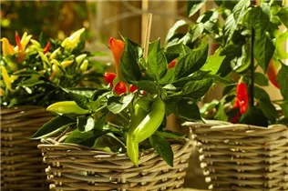 Capsicum annuum 'Naschzipfel' - Paprika 'Naschzipfel' Capsicum annuum 'Naschzipfel' - Paprika 'Naschzipfel'