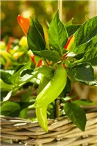 Capsicum annuum 'Naschzipfel' - Paprika 'Naschzipfel' Capsicum annuum 'Naschzipfel' - Paprika 'Naschzipfel'