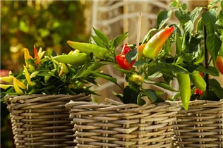 Capsicum annuum 'Naschzipfel' - Paprika 'Naschzipfel' Capsicum annuum 'Naschzipfel' - Paprika 'Naschzipfel'