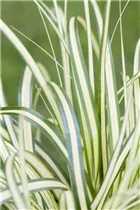 Carex ornithopoda 'Variegata' - Weißgestreifte Vogelfuß-Segge 'Variegata' Carex ornithopoda 'Variegata' - Weißgestreifte Vogelfuß-Segge 'Variegata'