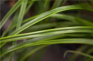 Carex oshimensis 'EverColor® Everlime' - Gelbgrüne Garten-Segge 'EverColor® 'Everlime' Carex oshimensis 'EverColor® Everlime' - Gelbgrüne Garten-Segge 'EverColor® 'Everlime'