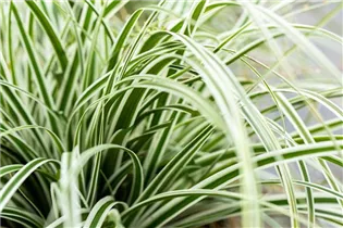 Carex oshimensis 'Everest'® - Garten-Vogelfuß-Segge 'Everest'® Carex oshimensis 'Everest'® - Garten-Vogelfuß-Segge 'Everest'®