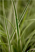 Carex oshimensis 'Everest'® - Garten-Vogelfuß-Segge 'Everest'® Carex oshimensis 'Everest'® - Garten-Vogelfuß-Segge 'Everest'®