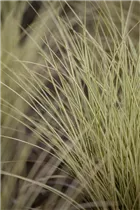 Miscanthus sinensis 'Morning Light' - Garten-Chinaschilf 'Morning Light'