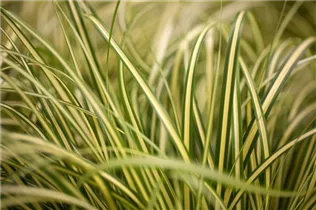 Carex oshimensis 'Evergold' - Gelbgrüne Garten-Segge