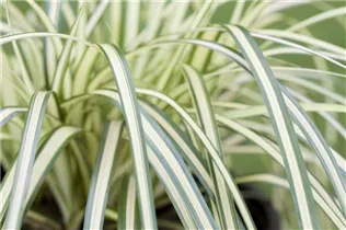 Carex oshimensis 'Evergold' - Gelbgrüne Garten-Segge