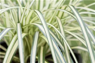 Carex oshimensis 'Evergold' - Gelbgrüne Garten-Segge